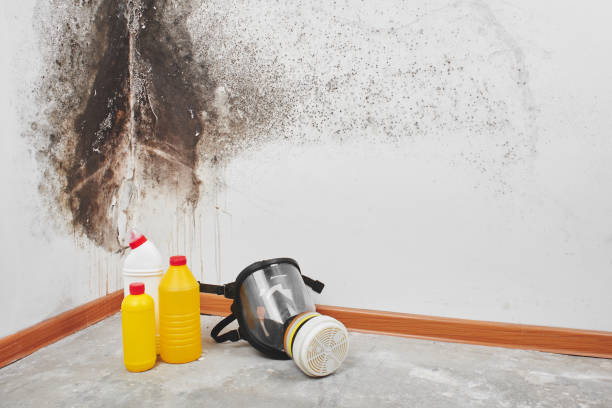 Best Certified Mold Removal  in Pond Creek, OK