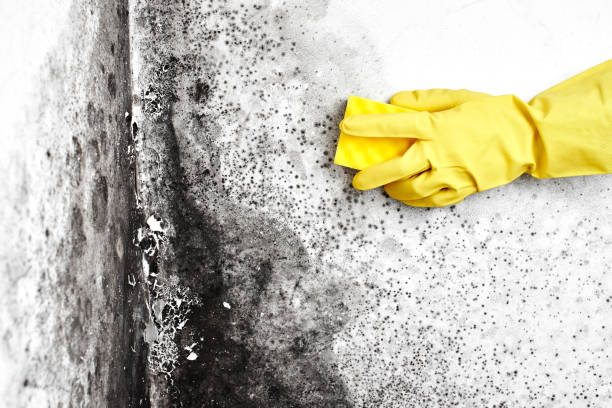 Best Mold Cleaning Services  in Pond Creek, OK