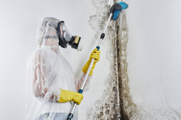 Best Fast Mold Removal  in Pond Creek, OK