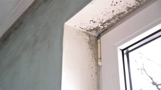 Best Commercial Mold Removal  in Pond Creek, OK