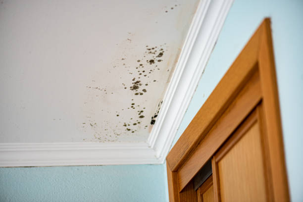 Best Mold Damage Repair  in Pond Creek, OK