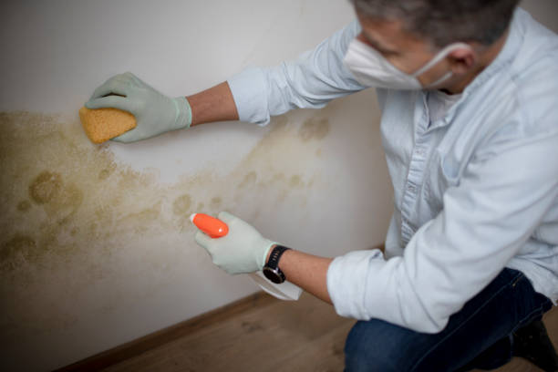 Best Residential Mold Removal  in Pond Creek, OK