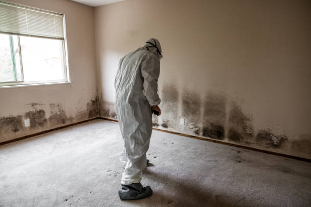 Best Toxic Mold Removal  in Pond Creek, OK