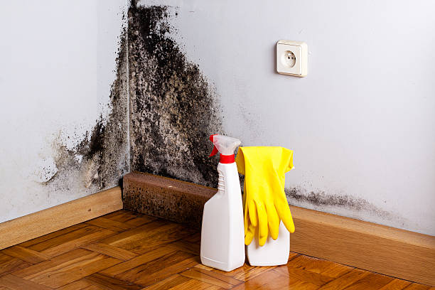 Best Mold Remediation Services  in Pond Creek, OK