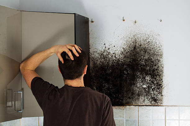 Best Local Mold Removal Service  in Pond Creek, OK