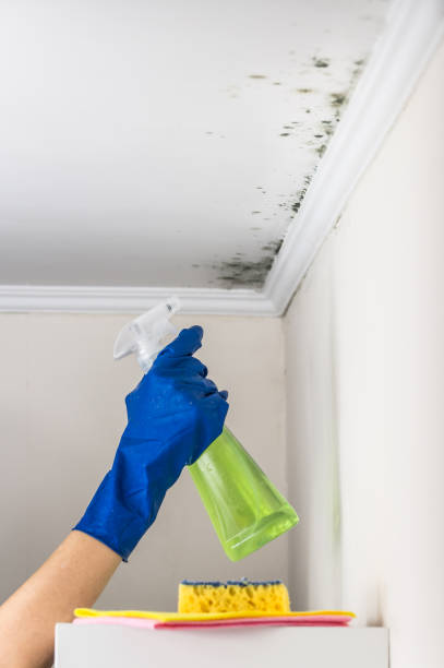 Best Office Mold Removal Services  in Pond Creek, OK