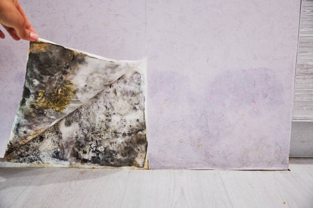 Best Emergency Mold Removal  in Pond Creek, OK